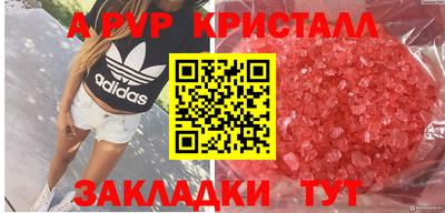 бошки Кингисепп