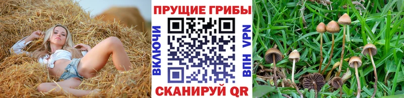 Псилоцибиновые грибы ЛСД сколько стоит Кирово-Чепецк
